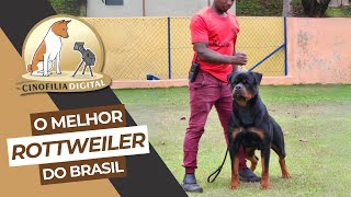 O único Rottweiler do Brasil com o selo Platina do Conselho da raça CBKC | Cinofilia Digital