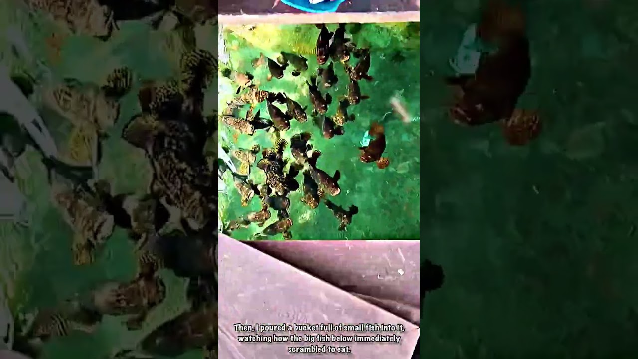 Underfloor Sensation: Fish Feast at the Stilt House