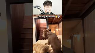 THE DOG BET MONEY FOR SURE π THE DOG BET MONEY FOR SURE π