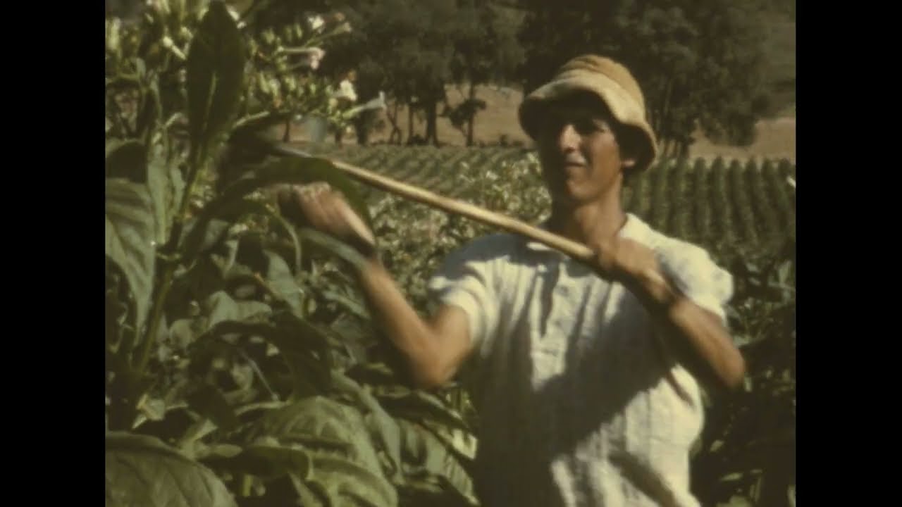 tobacco farm australia Tobacco Farming in Myrtleford, Victoria- Early 1970s