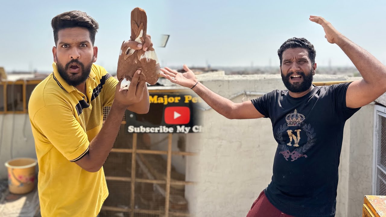 Aaj sare new kabutaron ko khol diya or 1 kabutar nikal gya 😳😱