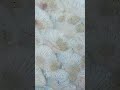 Parasites on goldfish scales! Science popularization videos for everyone's reference! #goldfish #koi