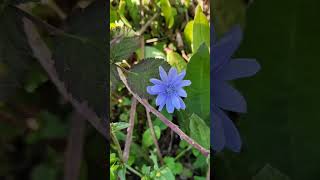 Bonitas flores en Turquia!!!!!