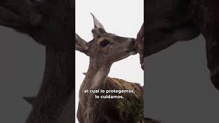 🥳 ¡Hoy festejamos el 7º del Parque Nacional Aconquija! 🌿Tucumán- Argentina