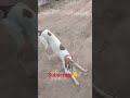 greyhound dog training| super greyhound dog|#greyhound #dogrunning #dog