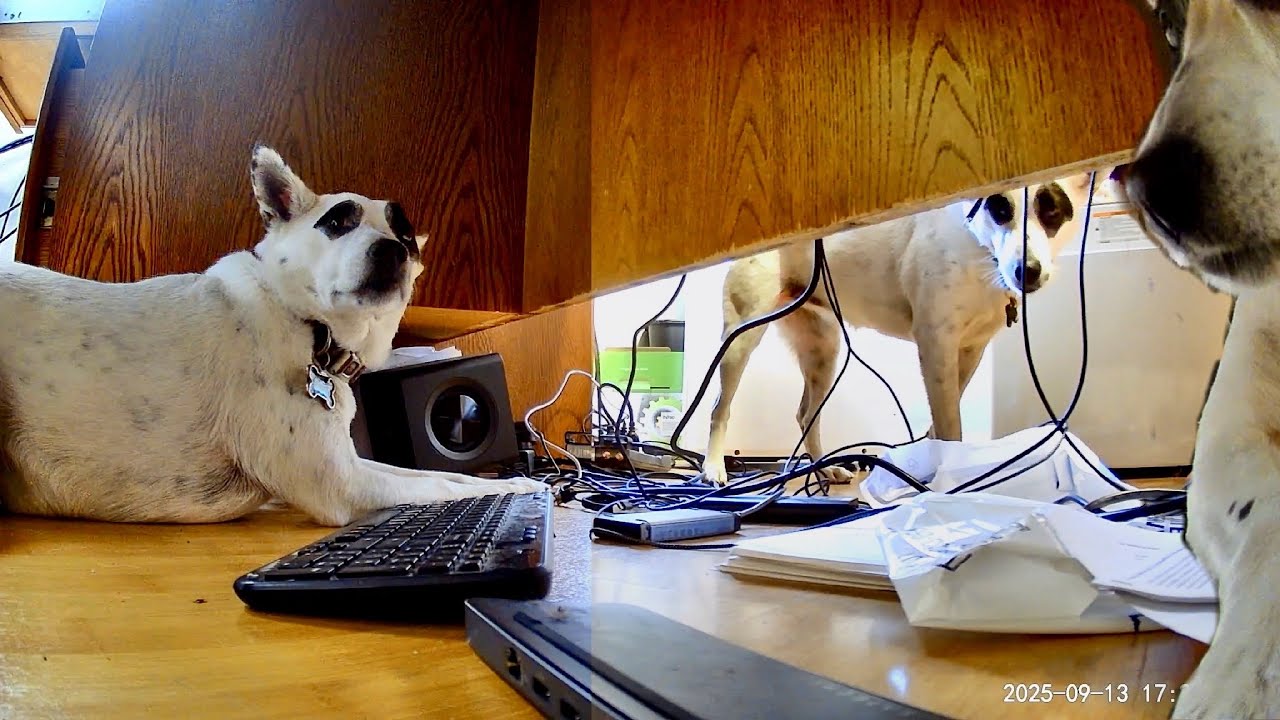 Man’s Best CoWorker