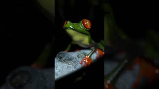 Good Vibrations 2 #frog #chill #relax #3Danimation #krazymations