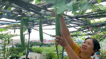 Vườn rau trên sân thượng tươi tốt trong mùa mưa | Cô Sao TV