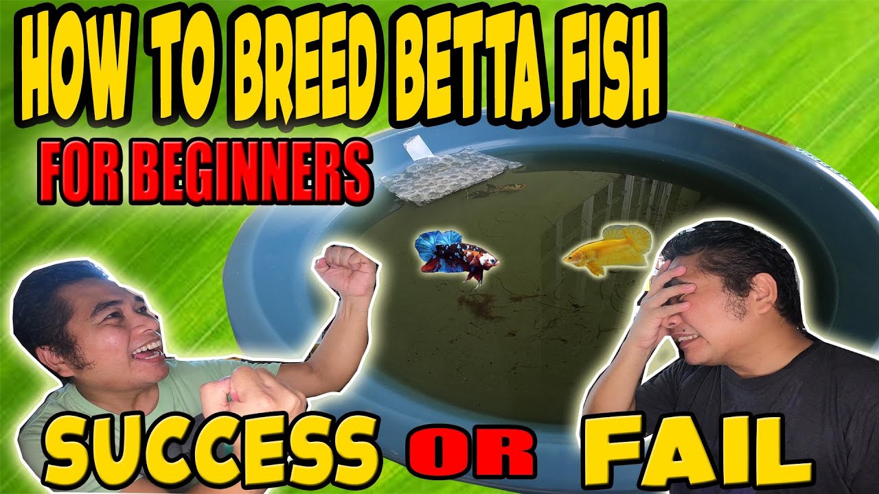 PAANO MAG BREED NG BETTA FISH | How to breed Betta Fish 2026 - Betta Breeding Tutorial Tagalog
