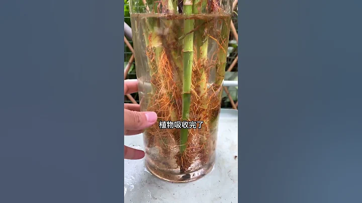 #富贵竹 养着养着黄叶掉叶一大堆 #花卉绿植 #水培植物 快手#shorts - 天天要闻