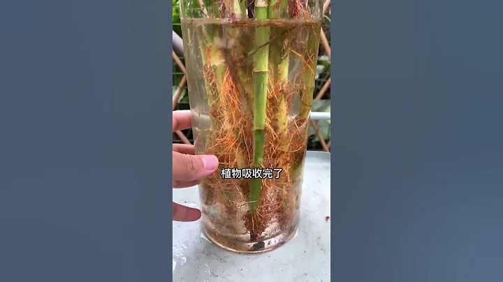 #富貴竹 養着養着黃葉掉葉一大堆 #花卉綠植 #水培植物 快手#shorts - 天天要聞