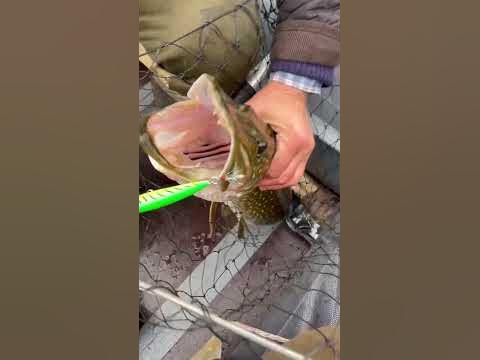 Щука показала свою пасть!!!🎣 - YouTube