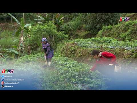 Si Ma Cai nâng cao chất lượng vùng trồng dược liệu