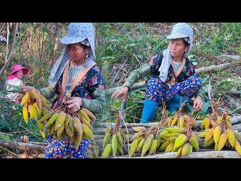 Video: Txiv qaub txiv qaub Nandina loj npaum li cas?