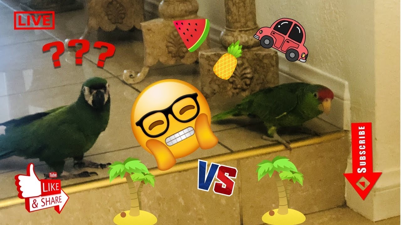 Sneak Peek!! Life with Amazons 🦜🦜 (Red crowned Mexican Amazon & Chesnut