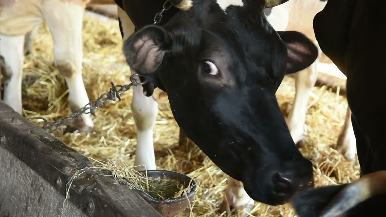 Ima li više računice? MLEČNO GOVEDARSTVO - LJIG