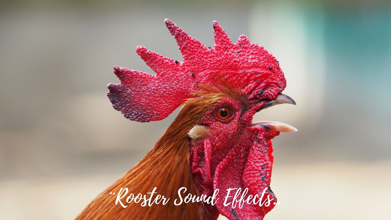 Rooster Sound Effect / Sound Clip |  Copyright Free