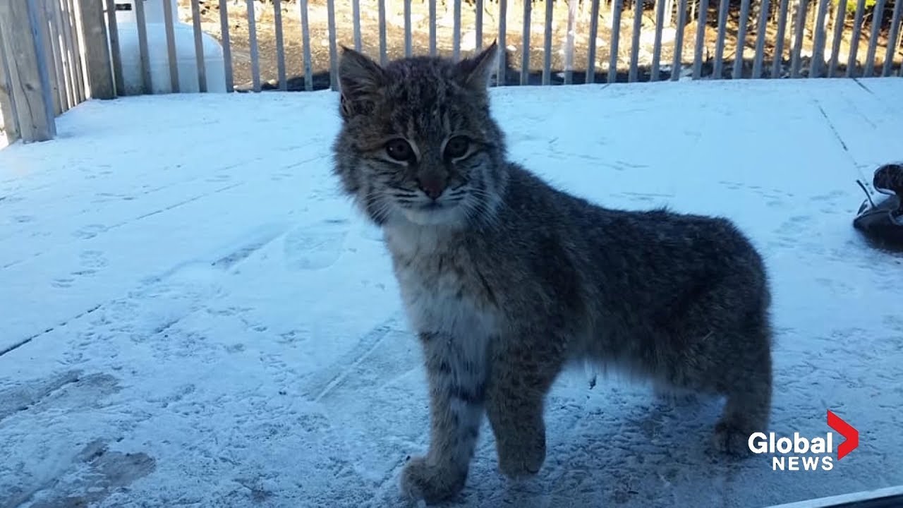 Baby bobcat pays rare visit to Nova Scotia family’s backyard