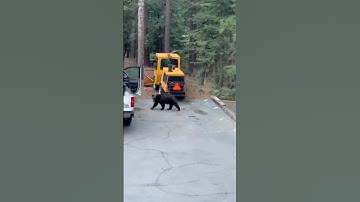 neighborhood bear is running late - Incline Village living #blackbear #laketahoe #mountainlifestyle