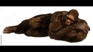 Are Sasquatch Dreamers?