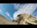 GoPro: Hunting a Fox From an Eagle's POV