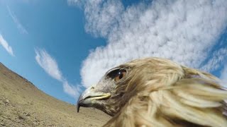 GoPro: Hunting a Fox From an Eagle's POV