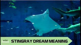 STINGRAY dreams uncover secret aspirations and fortitude within