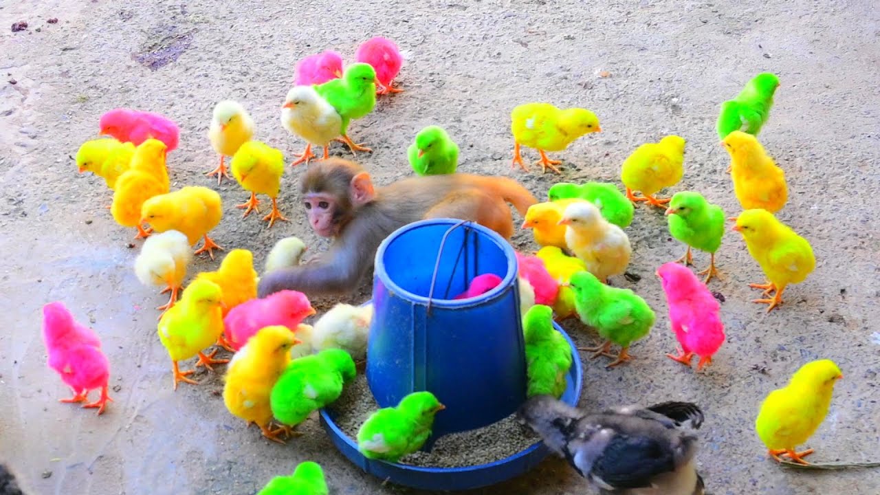 Catch cute colorful chickens | let's catch colorful chickens, chicks, monkey, hen, ducks