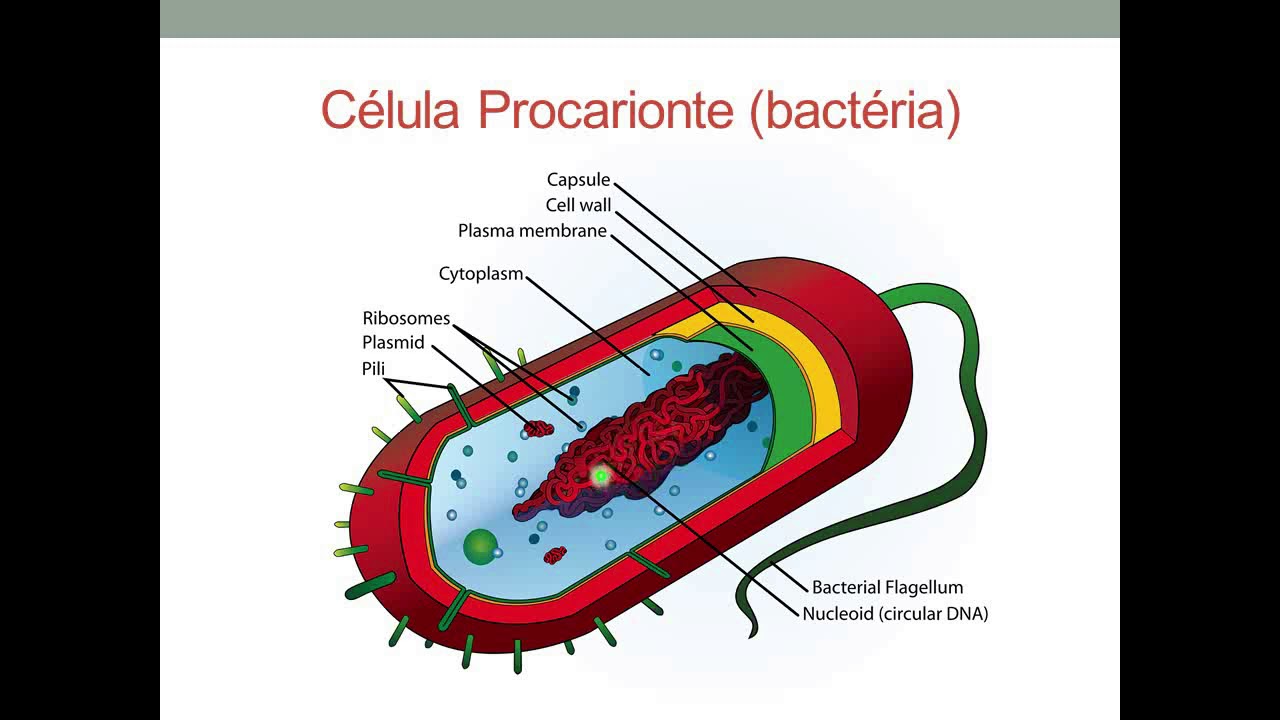 Клетки прокариот не имеют ядра. Прокариотные клетки. Клетки прокариот содержат. Простейшие археи. Строение дробянки.