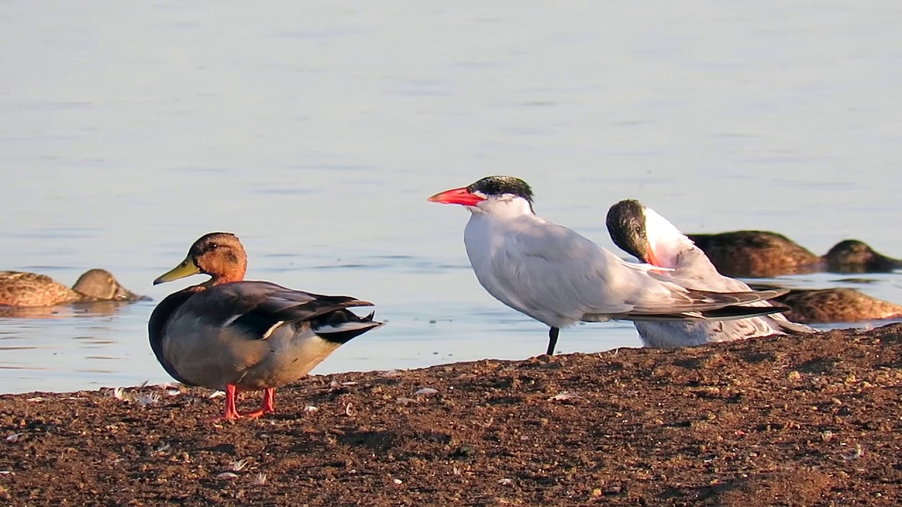 Caspian Terns