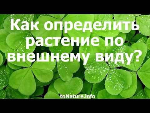 Как опознать растение