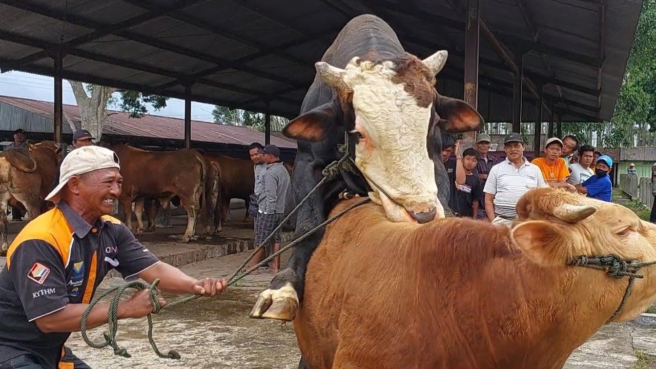 SAPI JUMBO SAMPAI SIANG BELUM TERJUAL... AKHIRNYA JUAL RUGI? - YouTube