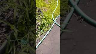 Giant Crow On Top Of My Garage