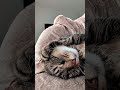 Misti is fully relaxed ✨😻🐾😻✨ #cat #cute #asmr
