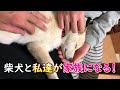 この姿を見て子犬の柴犬が2か月で私達家族の一員になったと感じた瞬間でした!【迎えて2か月間の記録】