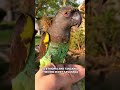 😱 Scientists Shocked This “Quiet African Parrot” Has a Secret Most People Never Knew#Parrot#Birds