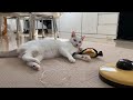 あげたオモチャを全て壊す暴走が止まらない弟猫がこちらです笑