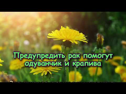 Почему люди так любят котов