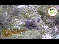 Himalayan Bull Tahr Hunt South Westland - New Zealand (EP 2)