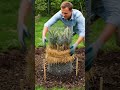 mini pineapple tower timelapse 🍍👑 #shorts #timelapse #gardening