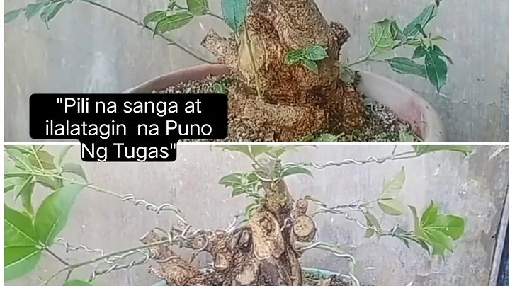 "Pili ng Sanga at Palarga na Ilalatagin na puno ng...