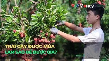 Trái cây được mùa, làm sao để được giá? | VTVMoney