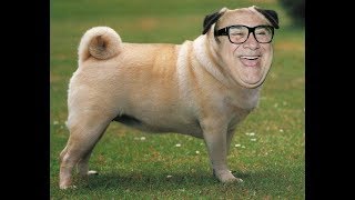 Danny Devito Meme (Mature Audiences Only) (Please) (Thank You)