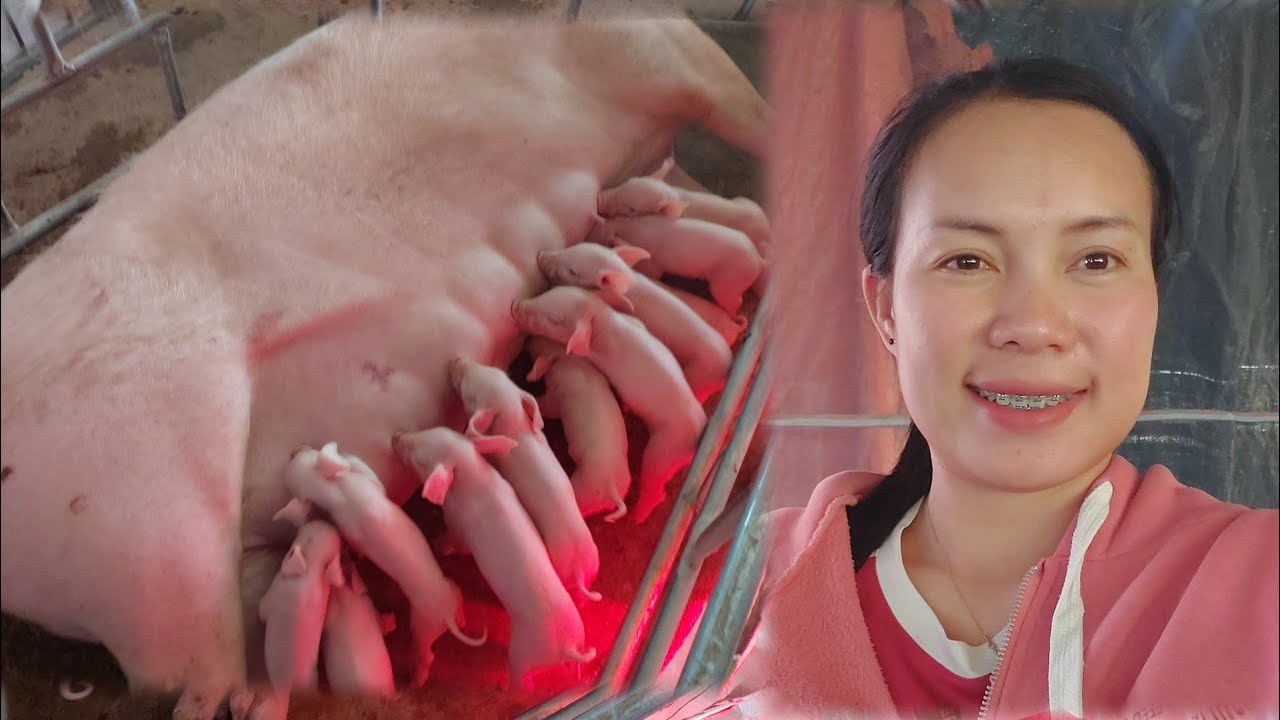 อัพเดทน้องหมูได้สองวัน แขงแรงกินเก่ง🥰14 มกราคม ค.ศ. 2026