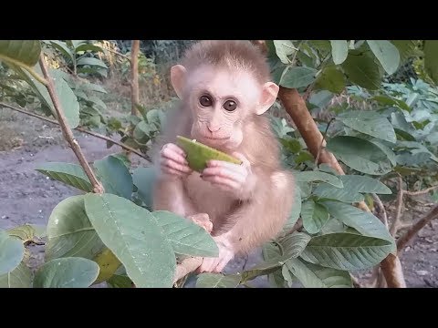Baby Monkey Na Eat Guava On The Tree - YouTube