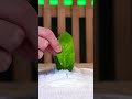 A useful hack to propagate plants using baby diapers 💦
