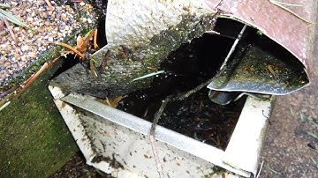 Gutter Helmet in Seattle with Fir Trees