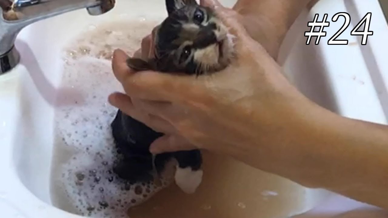 閲覧注意 ノミだらけの子猫のお風呂 外猫の過酷な汚れでお湯も茶色に First Bath For Kitten Yamato The Cat 24 Youtube