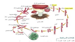 صف اول ثانوي شعبه أ احياء1 الفطريات