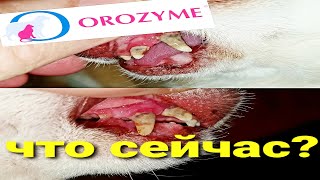 Гель OROZYME - результат после 2,5 месяцев